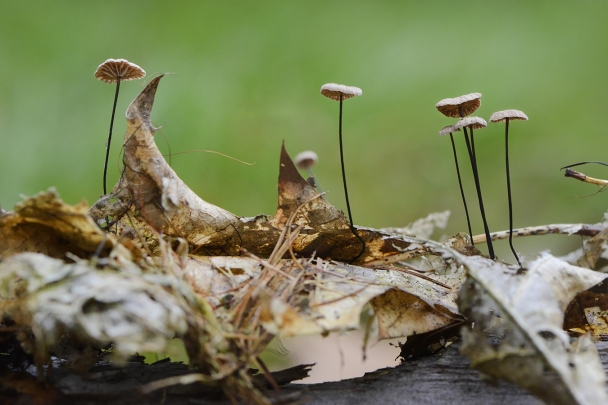 Paardenhaartaailing (Gymnopus androsaceus) 10-2025 2304